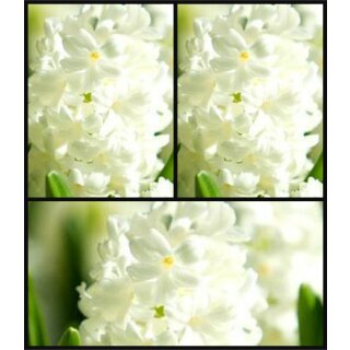 Hyazinthe weiß im Topf ~vorgetrieben - Skandinavische Weihnacht~Blütenduft in zarten Tönen