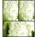 Hyazinthe weiß im Topf ~vorgetrieben -...