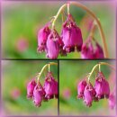 Zwerg-Herzblume- Dicentra Stuart Bootmann ~Landlust in...