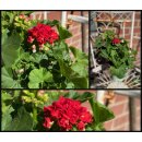 Dänische Pelargonie Royal – Rosebudd  im Topf ~ knosig /blühend ~ zauberhaft