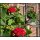 Dänische Pelargonie Royal – Rosebudd  im Topf ~ knosig /blühend ~ zauberhaft