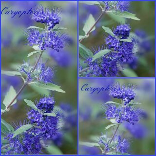 Bartblume/ Caryopteris Heavenly Blue starke im großen X Topf Topf~  40/60cm  ~ zauberhafter Spätsommerblüher~ Bienenfreundlich