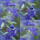 Bartblume/ Caryopteris Heavenly Blue starke im...