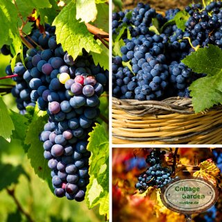 Weinrebe Moldova – Weintraube im 3 Liter XL Topf 80/100cm ~ große dunkelblaue Trauben & süßes Aroma bis in den Herbst. Gesund