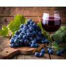 Weinrebe Moldova – Weintraube im 3 Liter XL Topf 80/100cm ~ große dunkelblaue Trauben & süßes Aroma bis in den Herbst. Gesund