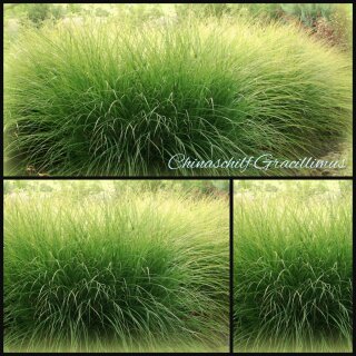 Miscanthus - Chinaschilf Gracillimus XXL Solitär 5 Liter~Harmonische Horste & Gestaltungselement