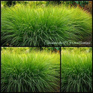 Miscanthus Gracillimus – Eulaliagras ~ Chinaschilf im XL 5-Liter-Topf – harmonische Horste & elegante Gartengestaltung