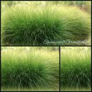Miscanthus - Chinaschilf Gracillimus XXL Solitär 5...