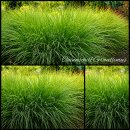 Miscanthus Gracillimus – Eulaliagras ~ Chinaschilf...