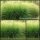 Miscanthus - Chinaschilf Gracillimus XXL Solitär 5 Liter~Harmonische Horste & Gestaltungselement