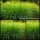 Miscanthus Gracillimus – Eulaliagras ~ Chinaschilf im XL 5-Liter-Topf – harmonische Horste & elegante Gartengestaltung