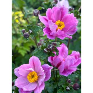Chinesische Herbstanemone ~ Anemone tomentosa Serenade ~großer XL 3 Liter Topf~ Herbst-Ball der Prinzessinnen- Bienenschwarm