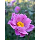 Chinesische Herbstanemone ~ Anemone tomentosa Serenade ~großer XL 3 Liter Topf~ Herbst-Ball der Prinzessinnen- Bienenschwarm