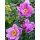 Chinesische Herbstanemone ~ Anemone tomentosa Serenade ~großer XL 3 Liter Topf~ Herbst-Ball der Prinzessinnen- Bienenschwarm