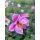 Chinesische Herbstanemone ~ Anemone tomentosa Serenade ~großer XL 3 Liter Topf~ Herbst-Ball der Prinzessinnen- Bienenschwarm