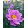Chinesische Herbstanemone ~ Anemone tomentosa Serenade ~großer XL 3 Liter Topf~ Herbst-Ball der Prinzessinnen- Bienenschwarm