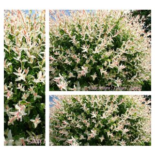 Harlekin Weide Busch -im großenTopf~ Salix Hakuro Nishiki- attraktiv- Flamingo Effekt