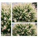 Harlekin Weide Busch -im großenTopf~ Salix Hakuro...
