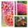 Buddleja Flower Power ~ Bicolor ~  60/100 ~ interessanter Schmetterlingsflieder~ Duft..