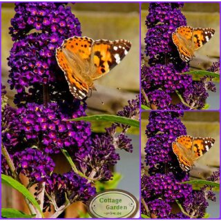 Buddleja Black Knight 40/60/100cm ~Schmetterlingsflieder im tief-dunkelviolett  ~ Sommerflieder~
