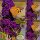 Buddleja Black Knight 40/60/100cm ~Schmetterlingsflieder im tief-dunkelviolett  ~ Sommerflieder~