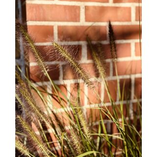 Pennisetum Hameln ~  Lampenputzergras mit Lampenputzer - im großen XL Topf - Top zur Saisonbepflanzung