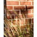 Pennisetum Hameln ~  Lampenputzergras mit Lampenputzer -...