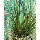 Pennisetum Hameln ~  Lampenputzergras mit Lampenputzer -...