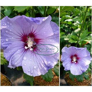 Garteneibisch Blue Bird (Oiseau Bleu) 40/60cm ~ 3 Liter XL Topf ~ violettblaue Riesenblüten begeistern ~ lange Blütezeit ~bienenfreundlich
