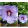 Garteneibisch Blue Bird (Oiseau Bleu) 40/60cm ~ 3 Liter XL Topf ~ violettblaue Riesenblüten begeistern ~ lange Blütezeit ~bienenfreundlich