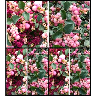 Symphoricarpos Magic Berry im XL Topf~ Schneebeere /Knallbeere~ Bienenweide~ attraktiver Herbst