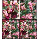 Symphoricarpos Magic Berry im XL Topf~ Schneebeere...