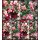 Symphoricarpos Magic Berry im XL Topf~ Schneebeere /Knallbeere~ Bienenweide~ attraktiver Herbst