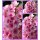 Phlox Bright Eyes ~im großen  XL 3 Liter Topf ~Hohe Flammenblume zauberhaft- Blumenzauber mit Duft