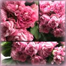 Dänische Pelargonie Prinsesse Filippa ~ knospig /...