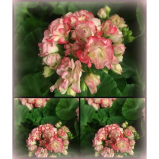 Dänische Pelargonie Appleblossum - jetzt knospig/blühend..zauberhafte Rosenblüte