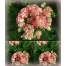 Dänische Pelargonie Appleblossum - jetzt...