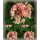 Dänische Pelargonie Appleblossum - jetzt knospig/blühend..zauberhafte Rosenblüte