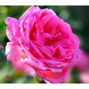 Duft Edelrose Elbflorenz -R- ~ Duftrose der...