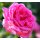 Duft Edelrose Elbflorenz -R- ~ Duftrose der Provene~Güteklasse 1A Wurzelnackt