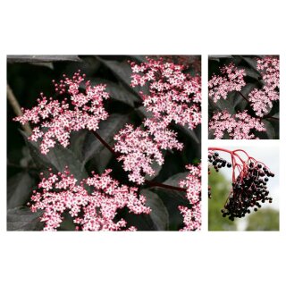 Holunder Black Beauty -R 40/60 starke im Großen Topf~ Rosa Blüte auf rotem Laub - Frucht!