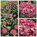 Schneeballhortensie~ Hortensie Pink Annabelle -R- 40/60...