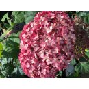 Schneeballhortensie~ Hortensie Pink Annabelle -R- 40/60...