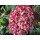 Schneeballhortensie~ Hortensie Pink Annabelle -R- 40/60 kräftige Qualität - im großen XL Topf ~Traumtänzer in Pink