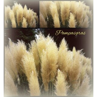 Pampasgras Pumila  knospig - -im XXL Topf ~ Solitär ~Ziergras mit Charme~ Herbstfreuden... Herbstdeko