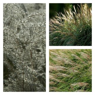 Miscanthus Kleine Fontäne~Chinaschilf ~XXL 5 Liter Topf - wunderschönes graziles Gras