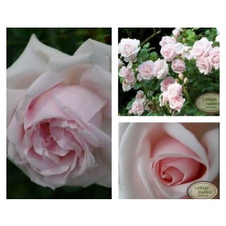 Kletterrose New Dawn~ im großen 4 Liter XL Topf~ Dornröschenrose ..zauberhaft zart