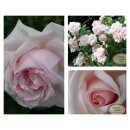 Kletterrose New Dawn~ im großen 4 Liter XL Topf~...