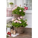 Dänische Pelargonie Dronning Ingrid im Topf  - jetzt knospig - blühend, der Klassiker