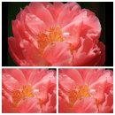 Paeonie Hybride Coral Charm - Pfingstrose ~Farbesprit